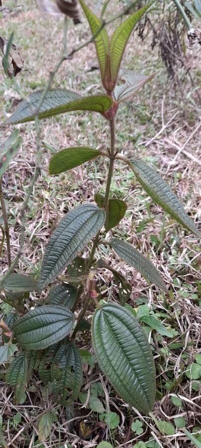 Miconia australis