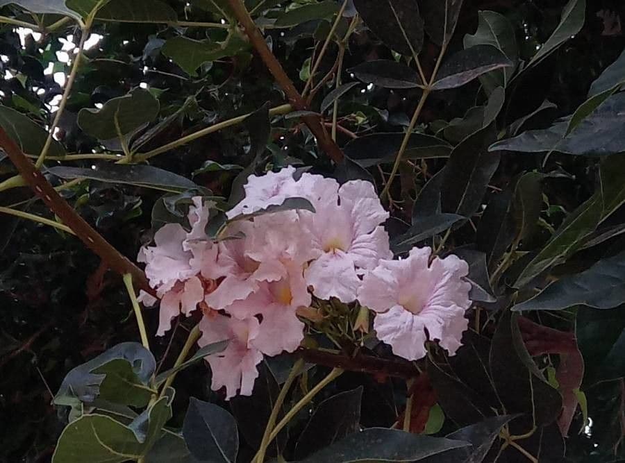 Tabebuia 6
