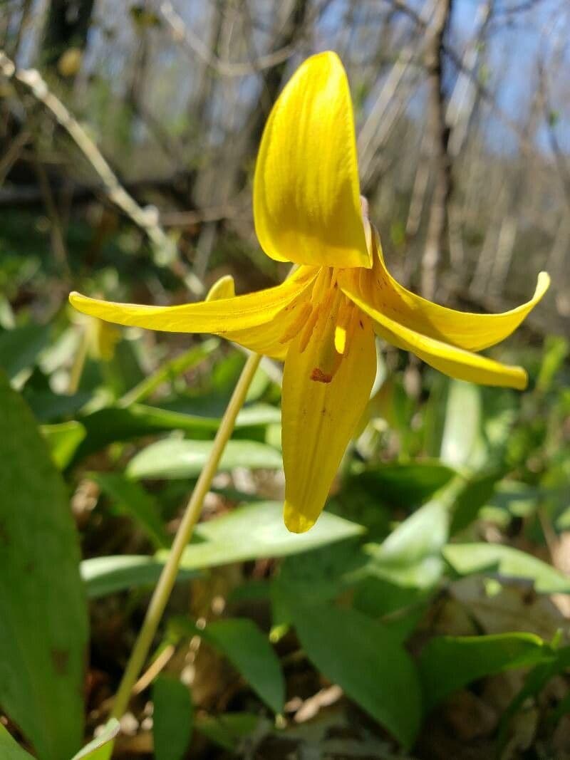 Érythrone d'Amérique 4