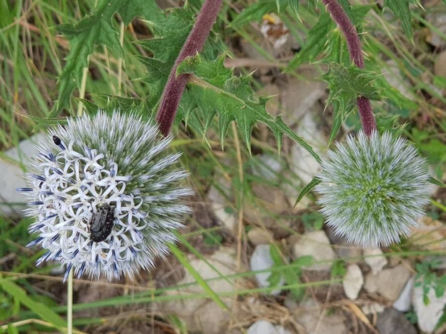 Great globe thistle 8
