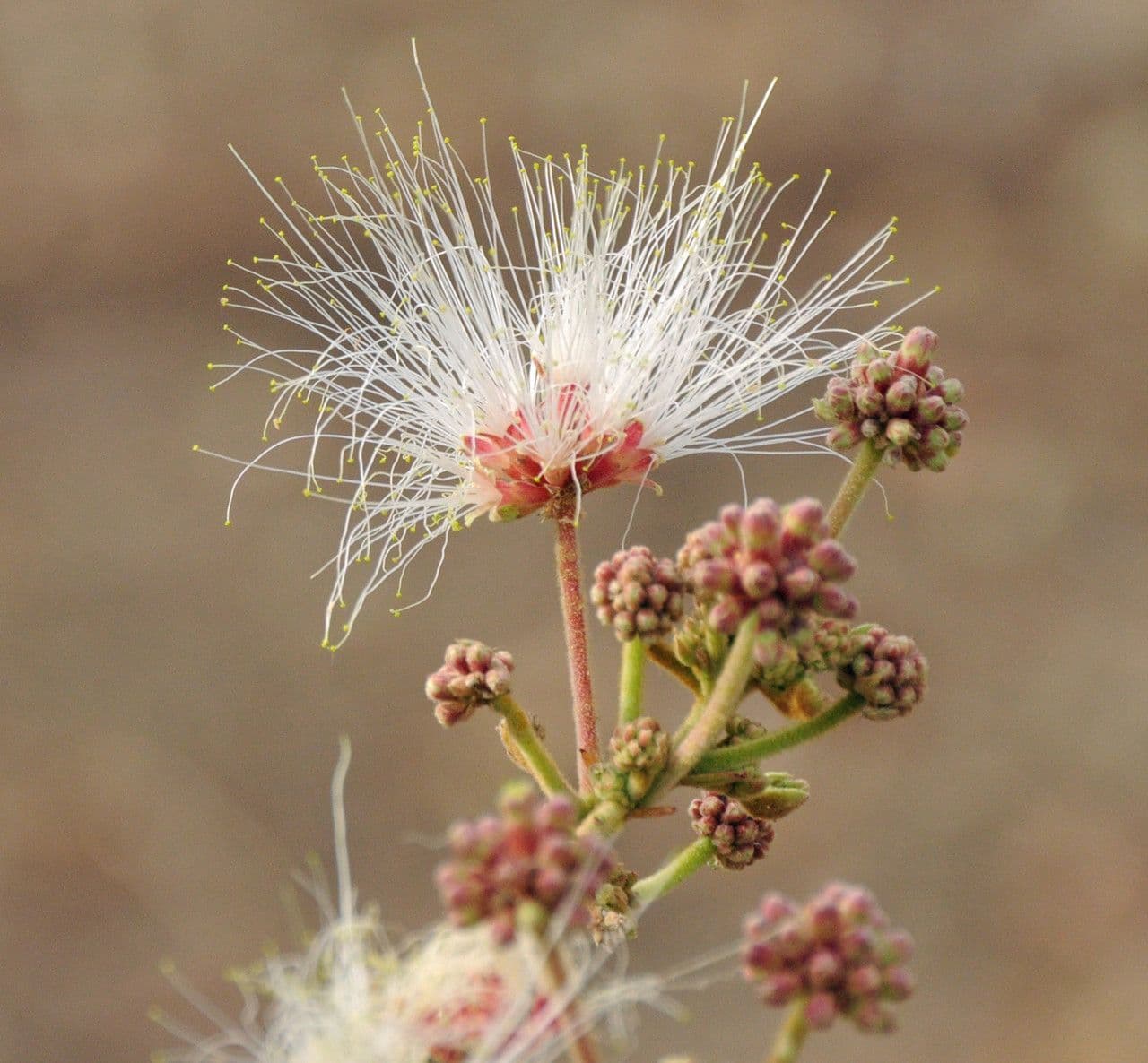 Albizia 3