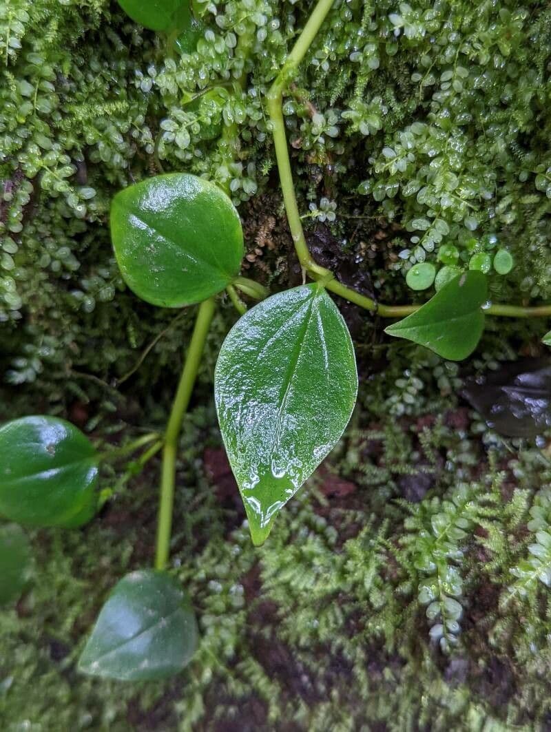 Peperomia blanda 8