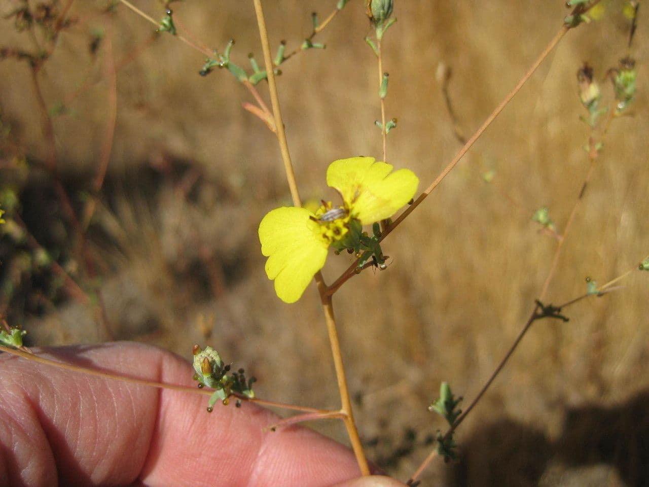 Calycadenia truncata 4