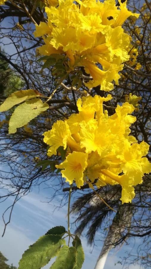 Roseodendron