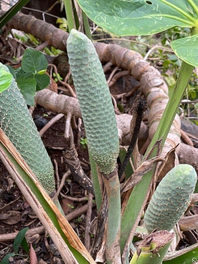 Monstera lahodná