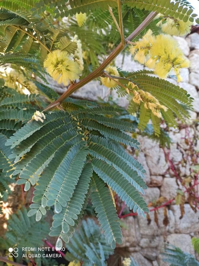 Albizia australiana 7