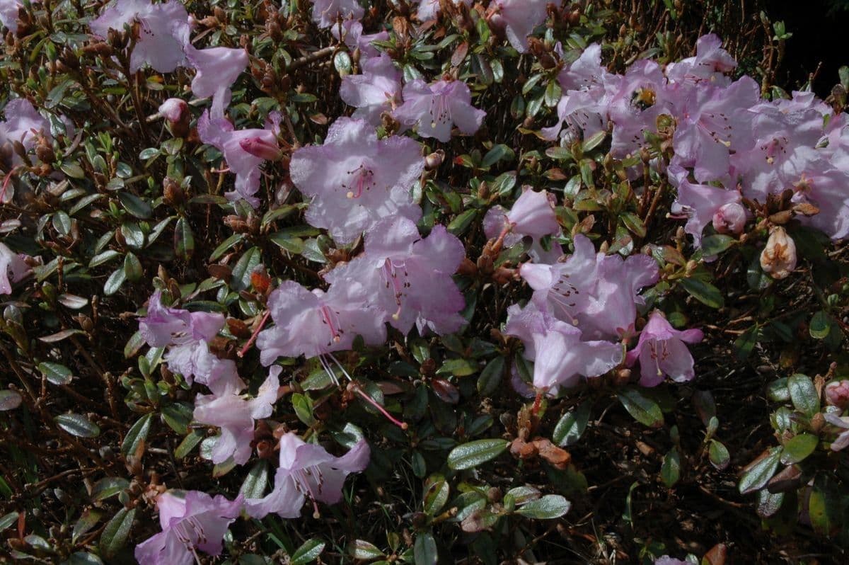 Rododendro 3