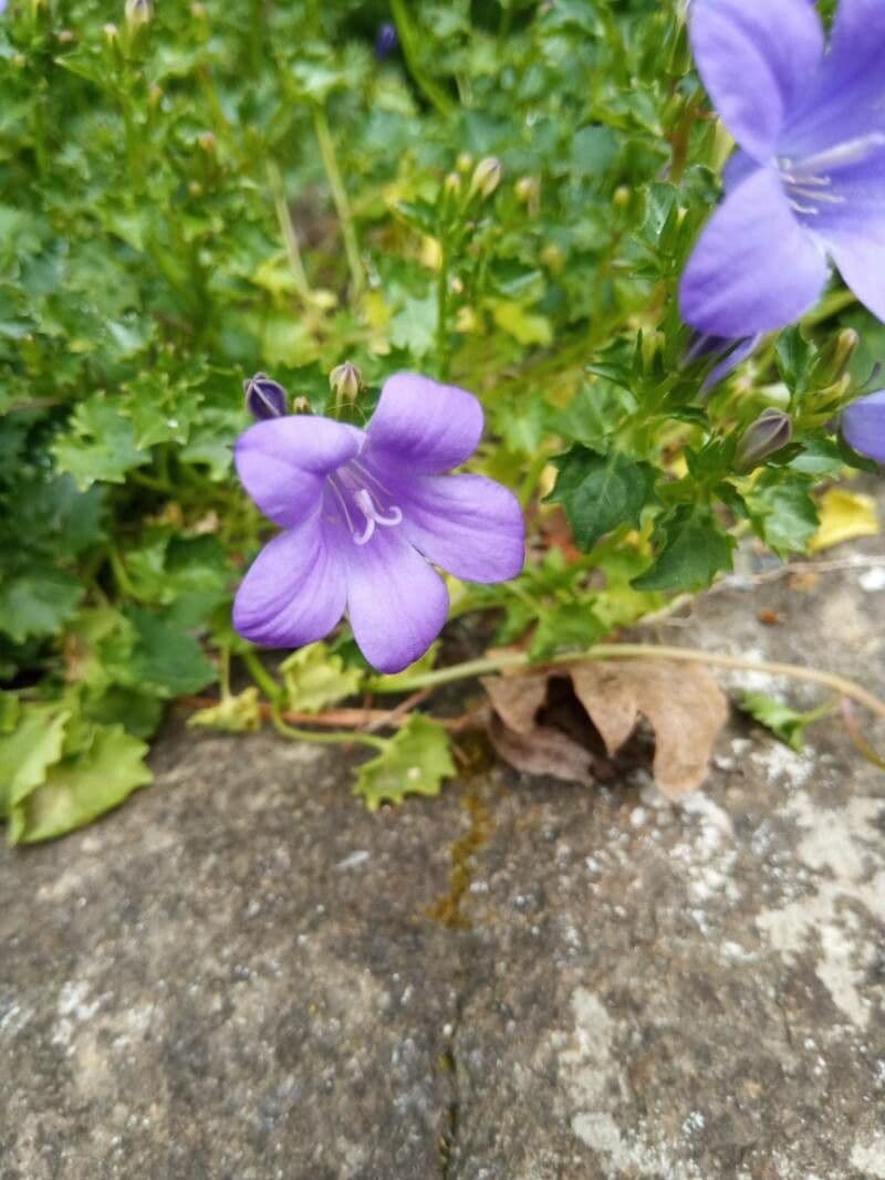 Campanilla adriática 4