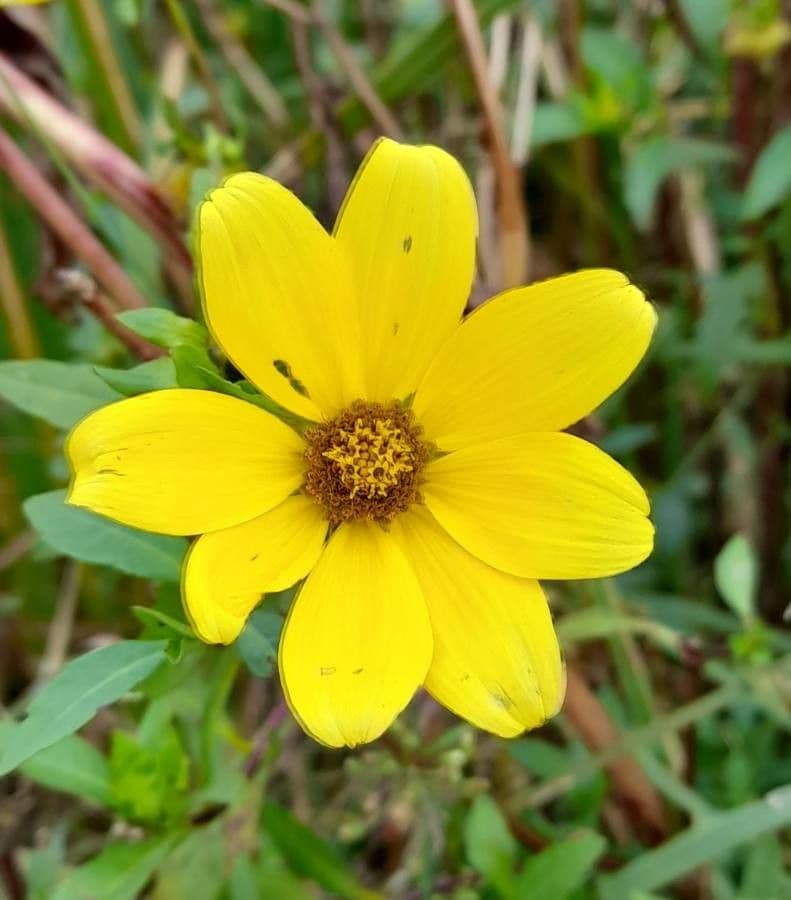 Bidens laevis 2