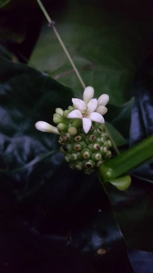 Indische Maulbeere 8