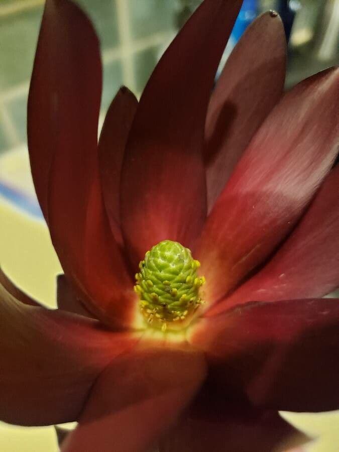 Leucadendron 2