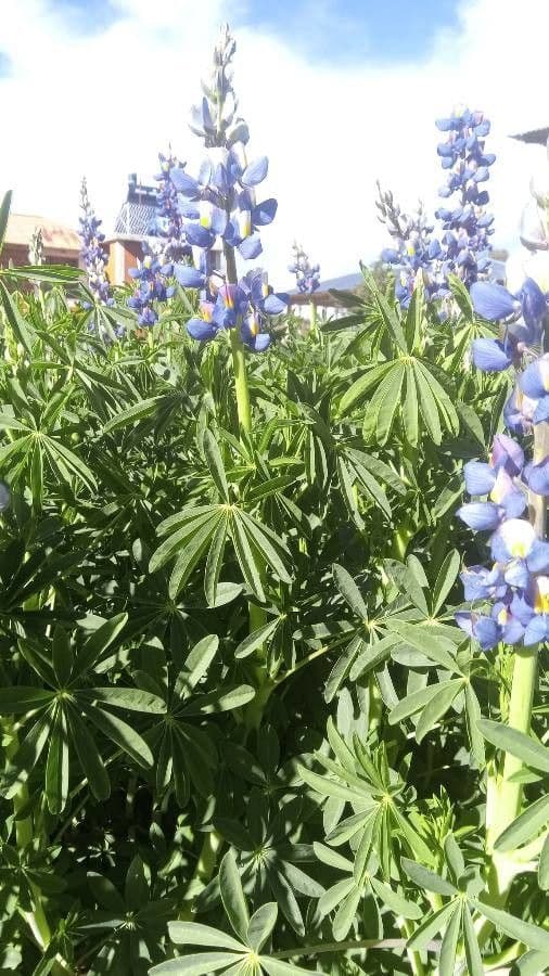 Schmalblättrige Lupine 14