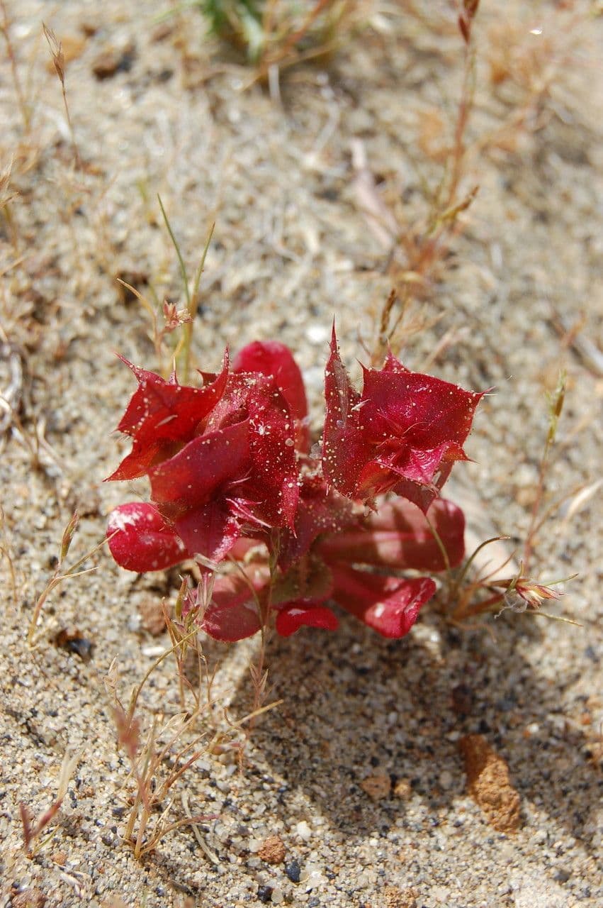 Mucronea perfoliata 2