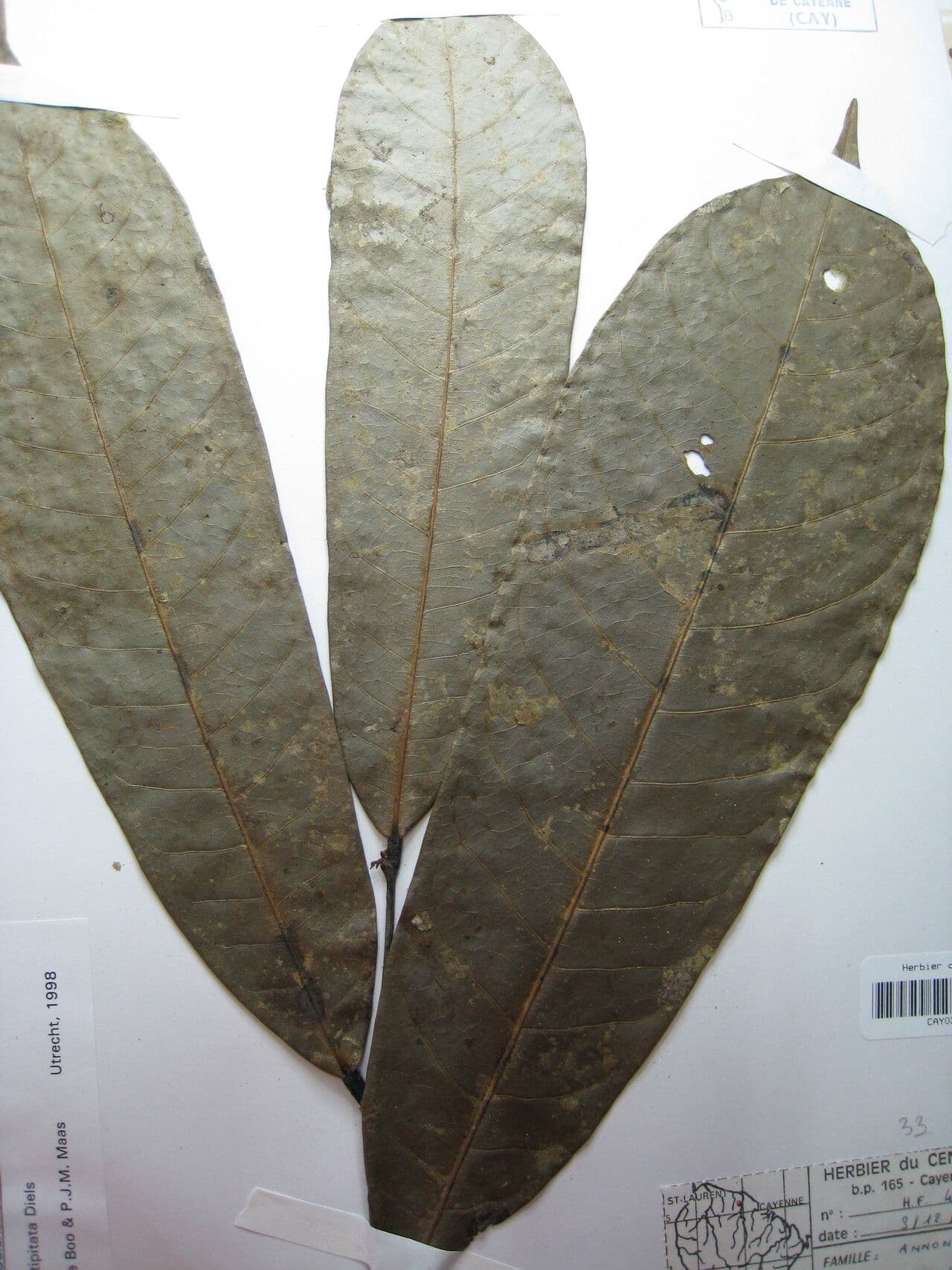 Unonopsis 14