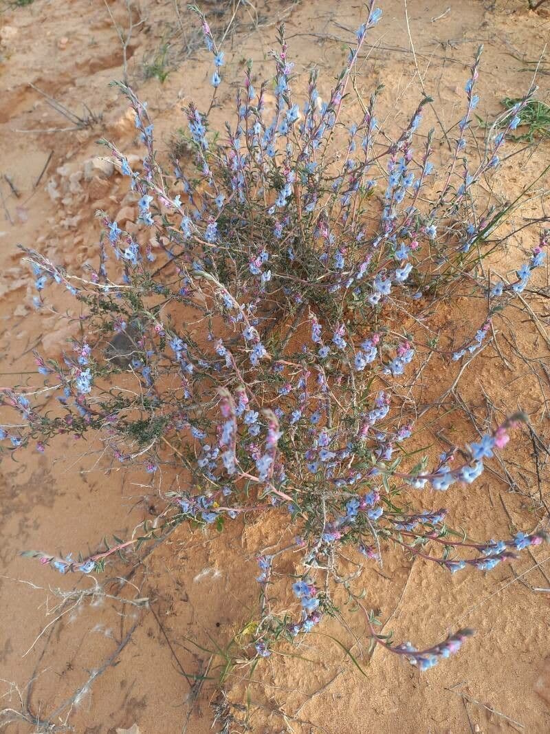 Echiochilon 12