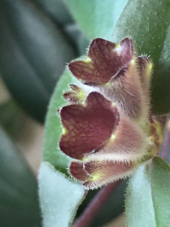 Scutellaria 21