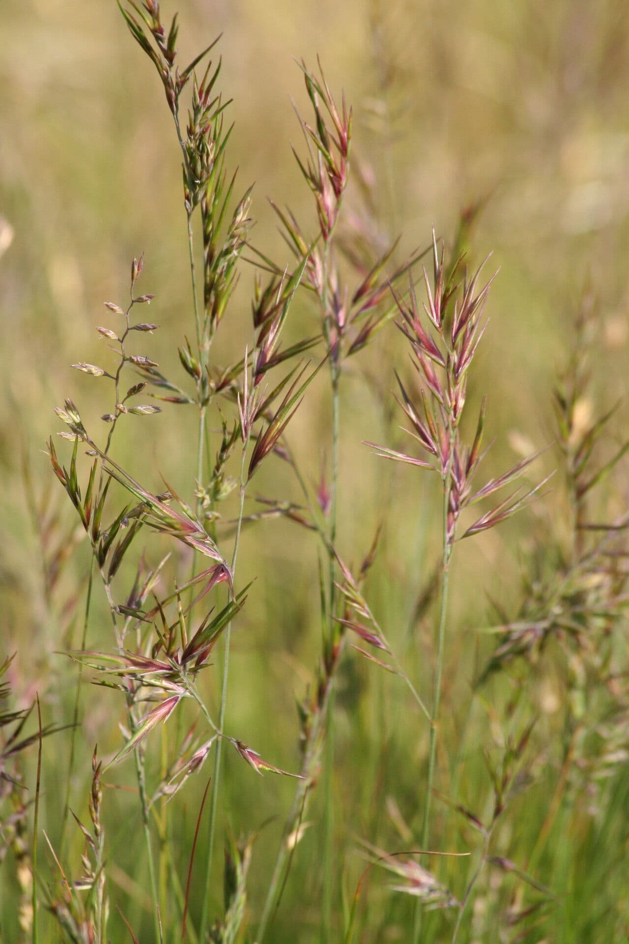 Festuca vivipara