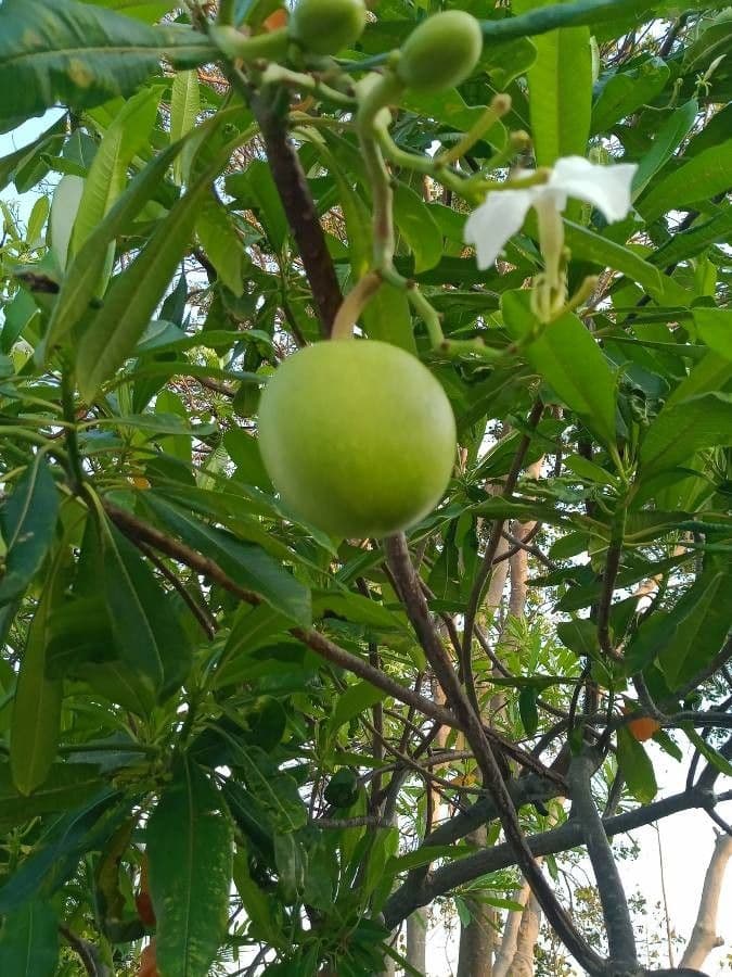 Cerbera odollam 3
