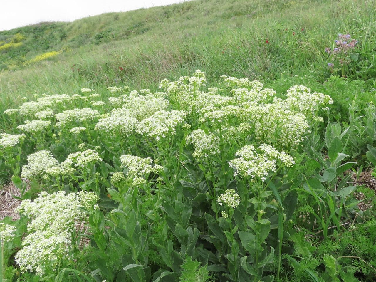 Draba 12