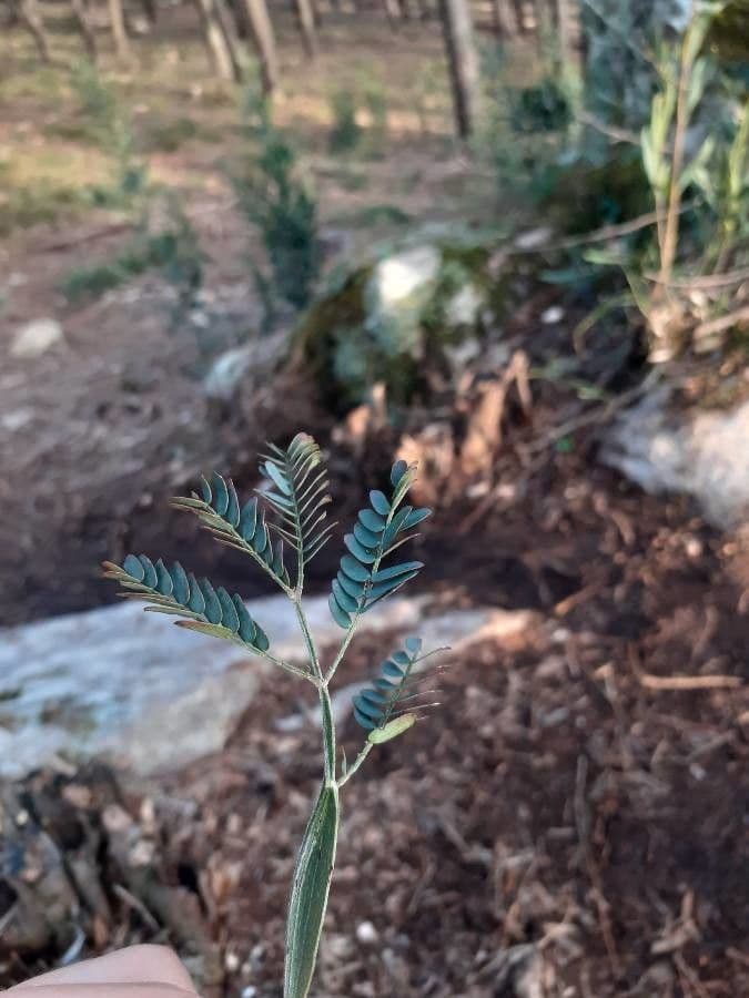 Acacia 20