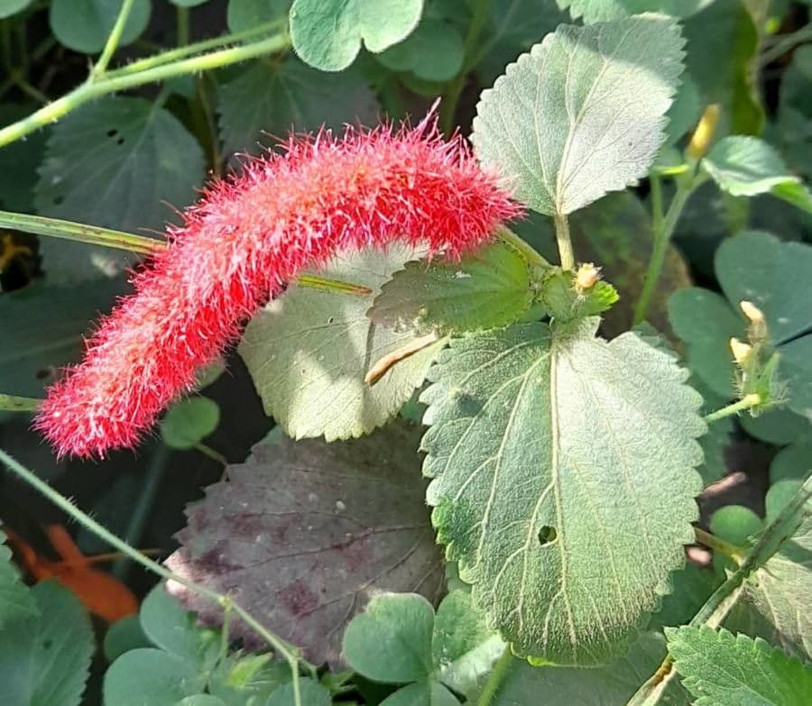 Acalypha 4