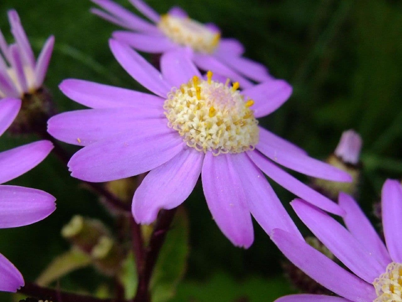 Steetz's Pericallis 4