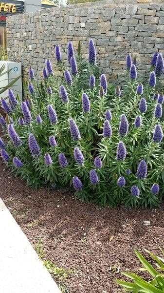 Echium di Madeira 8