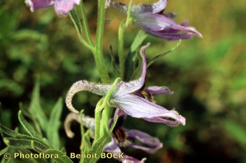 Delphinium 16