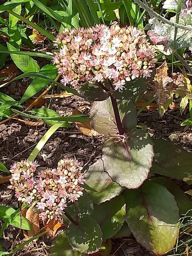 Sedum espectacular 10