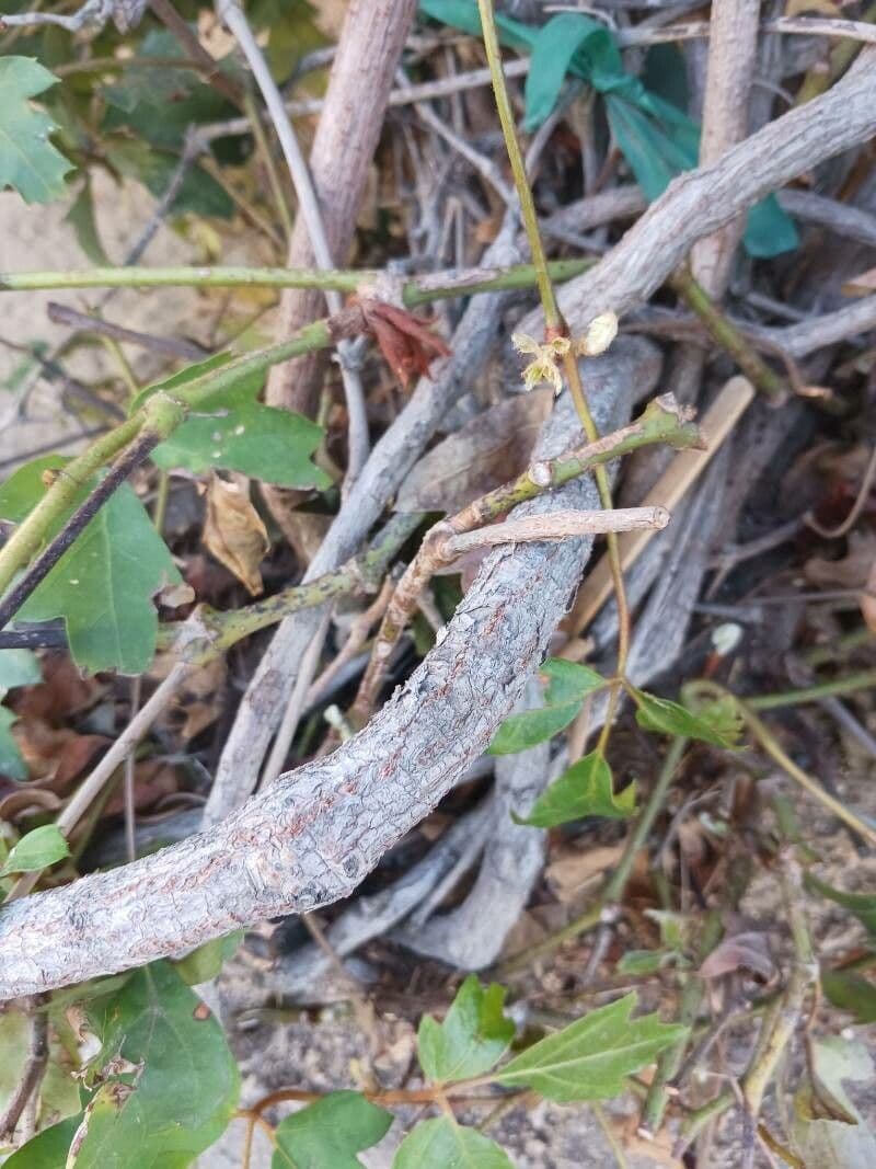 Cissus alato 22