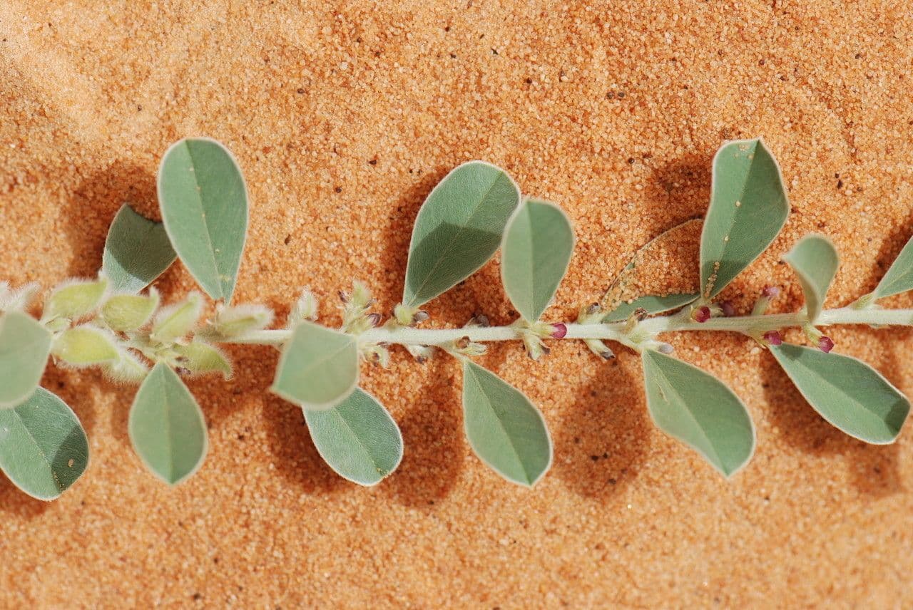 Indigofera diphylla 15