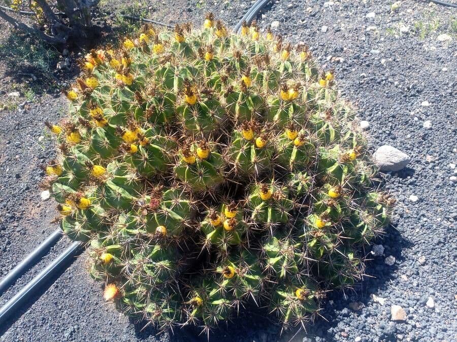 Ferocactus 3