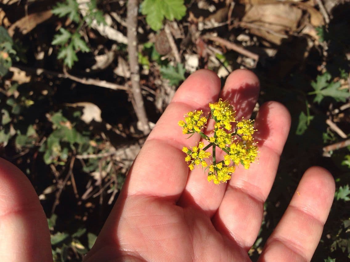 Lomatium 5