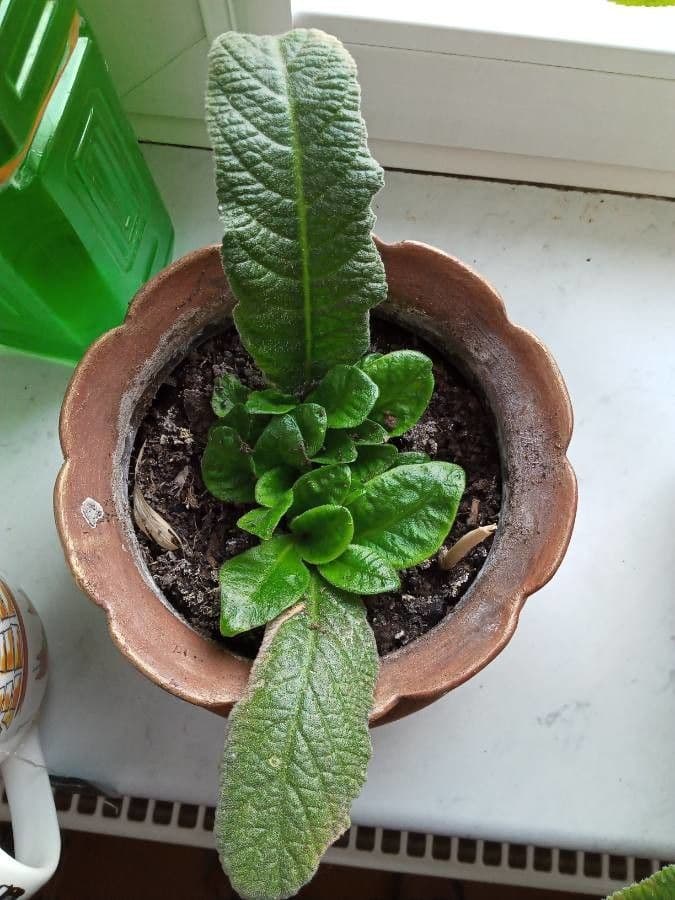 Primula del Capo 11