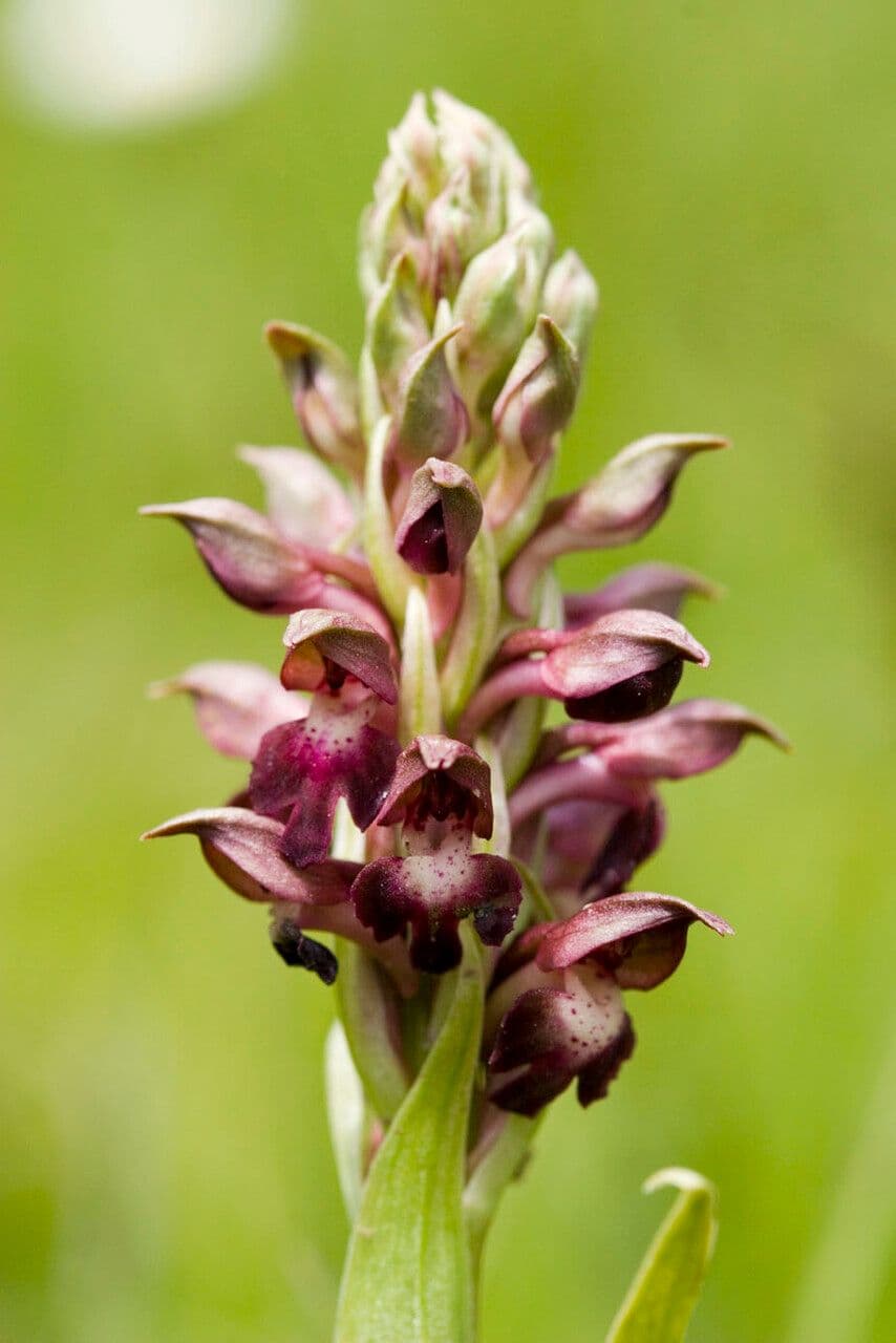 Orchide cimicina 10