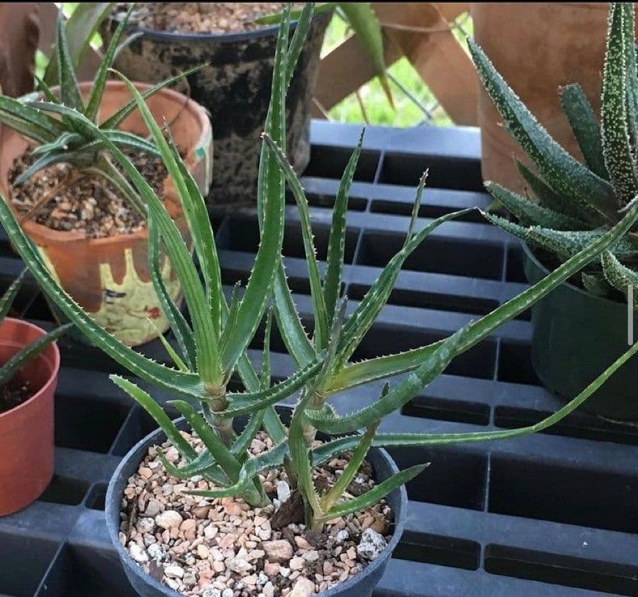 Aloe 7