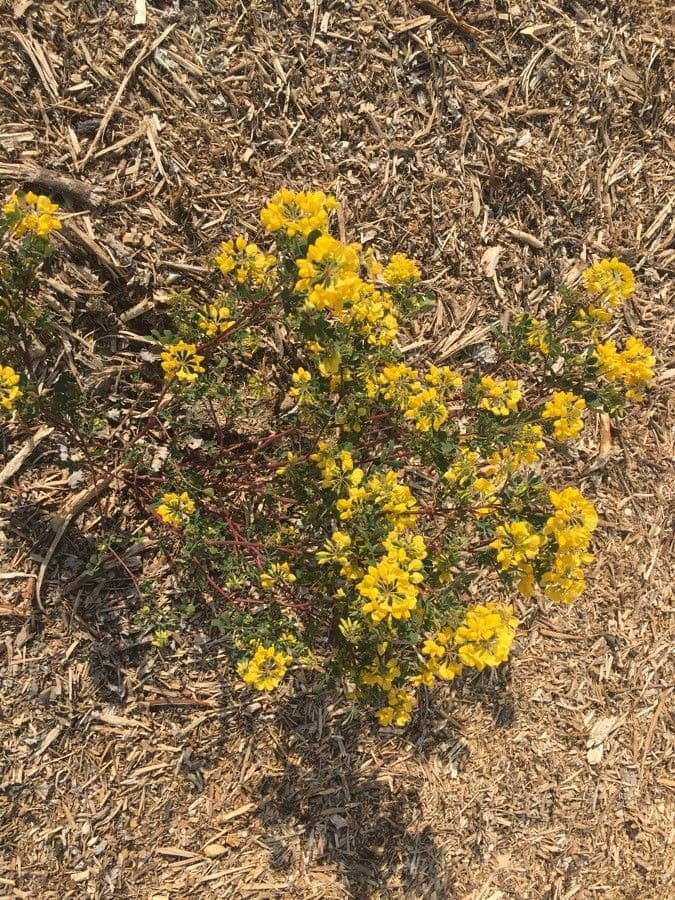 Coronilla coronata 13