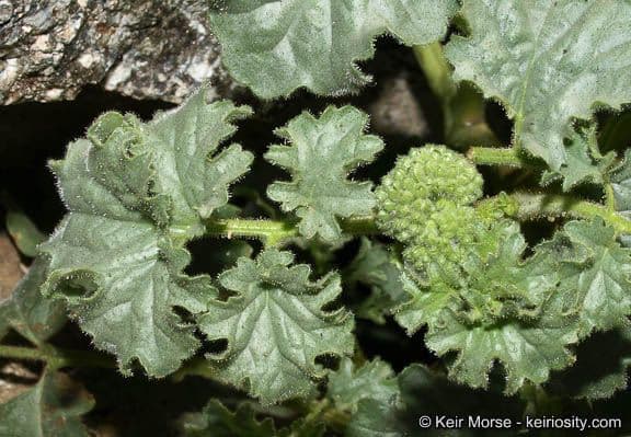 Facelia pedicellata 14