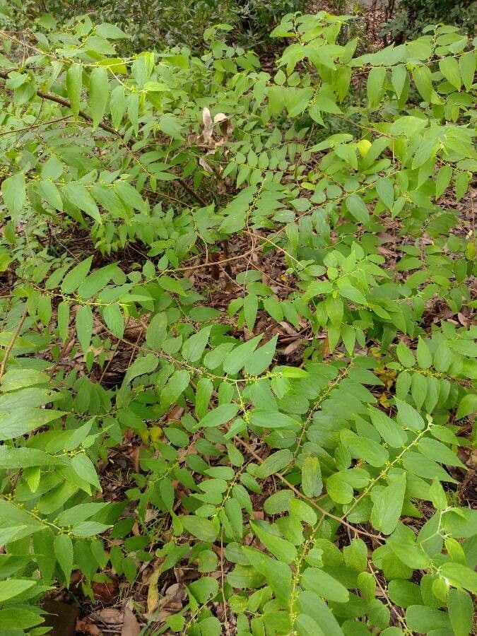 Trema tomentosa 3
