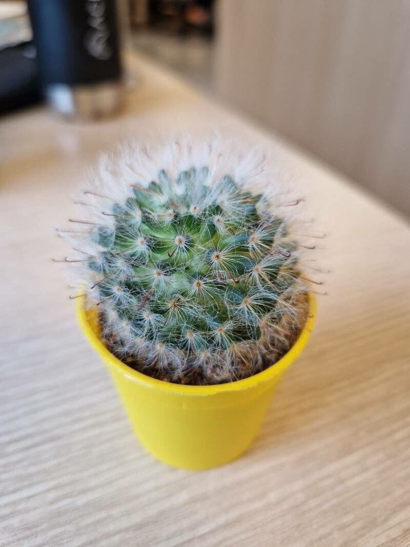 Cactus 23