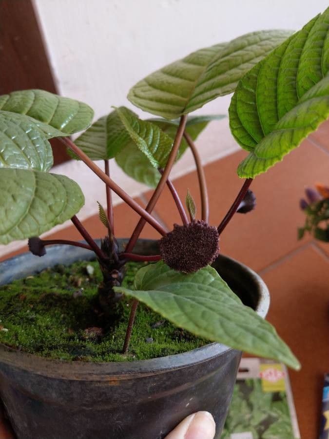 Dorstenia alta 4