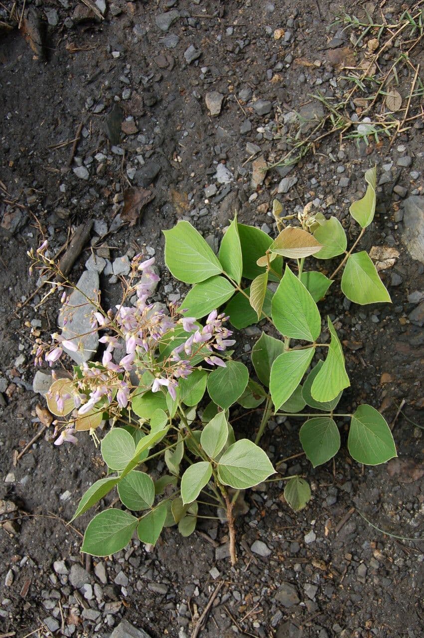 Phyllodium 6