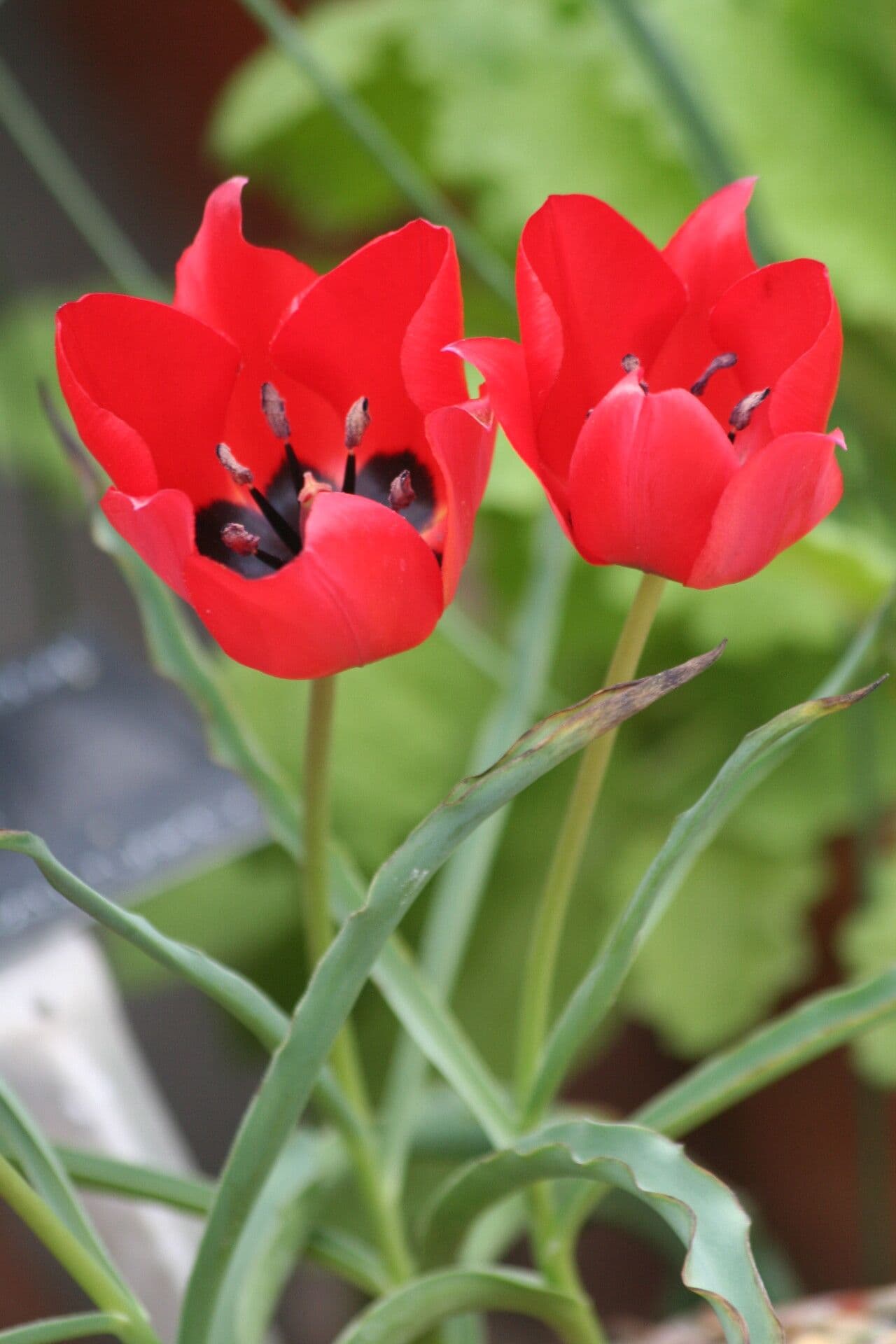 Tulipano 3