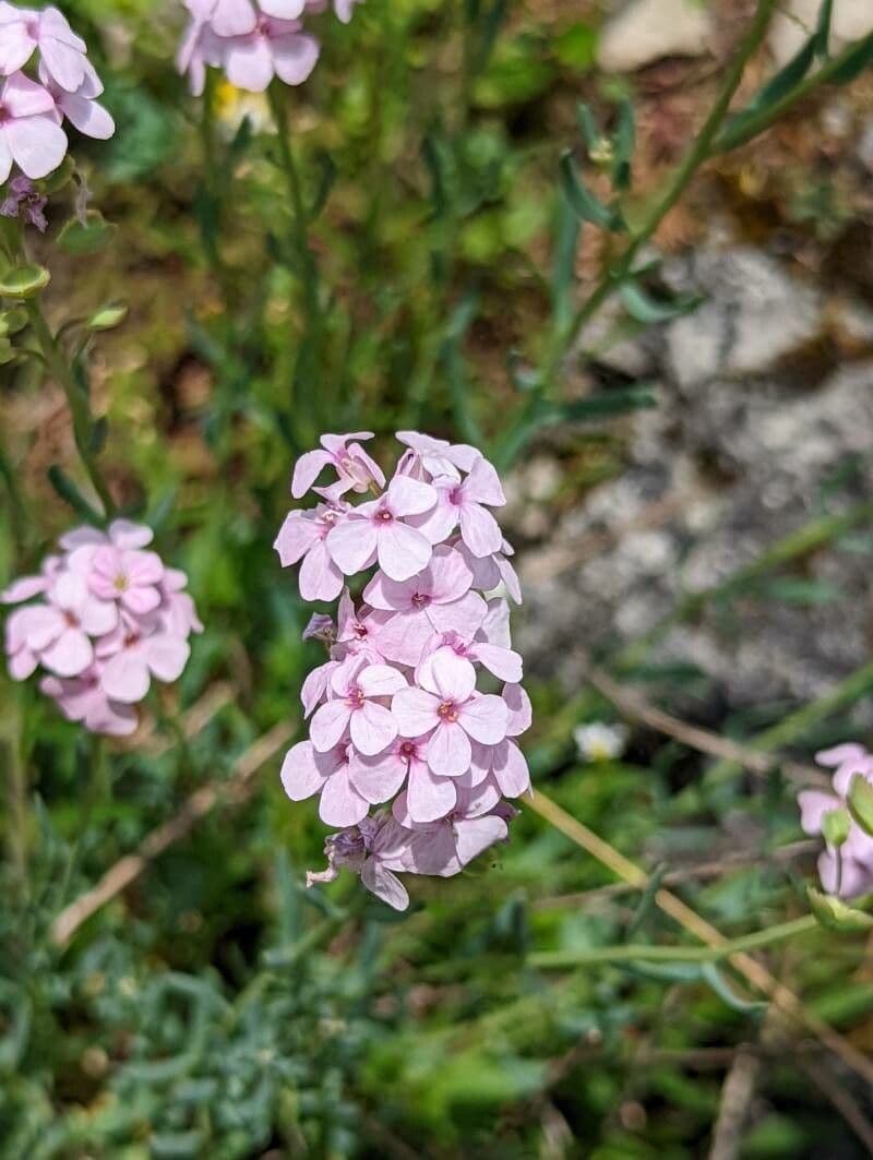 Aethionema 2