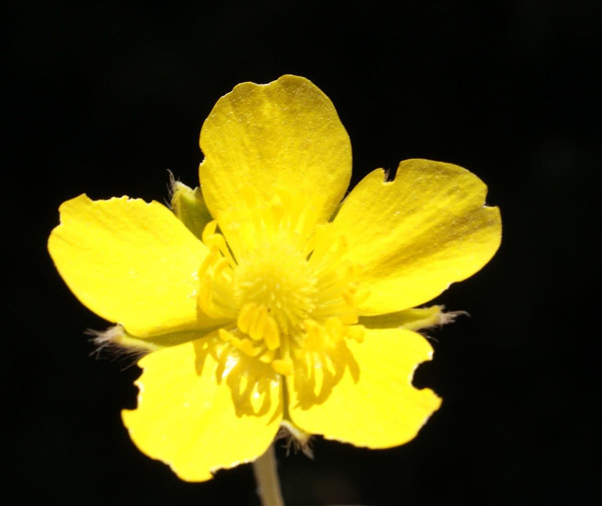 Ranunculus sprunerianus 3