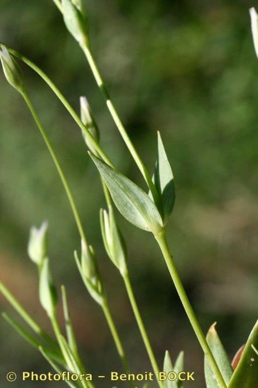 Moenchia erecta 15