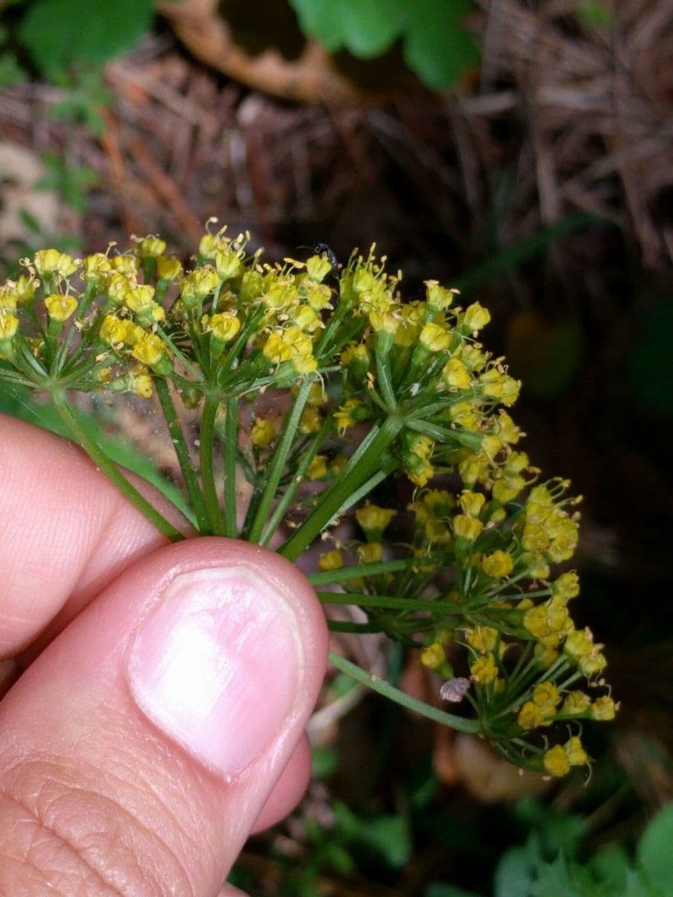Lomatium 3