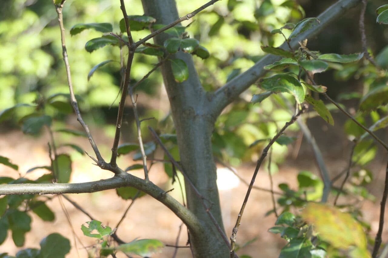 Quercia 3