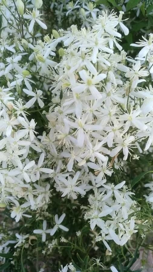 Clematítide 9