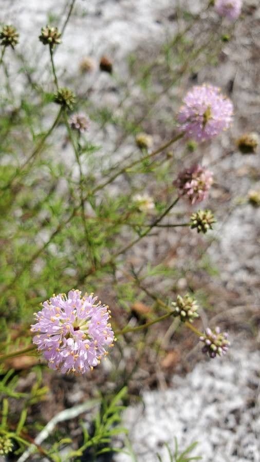 Dalea 2